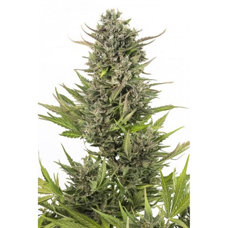 Critical + CBD Auto - Dinafem Critical + CBD Auto - Dinafem