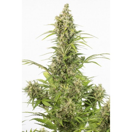 White Widow CBD Auto - Dinafem White Widow CBD Auto - Dinafem