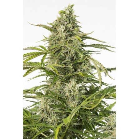 Cheese CBD Auto - Dinafem Cheese CBD Auto - Dinafem