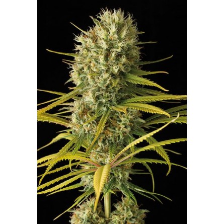 Original Amnesia - Dinafem Original Amnesia - Dinafem