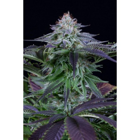 Dinamed Kush CBD Auto - Dinafem Dinamed Kush CBD Auto - Dinafem
