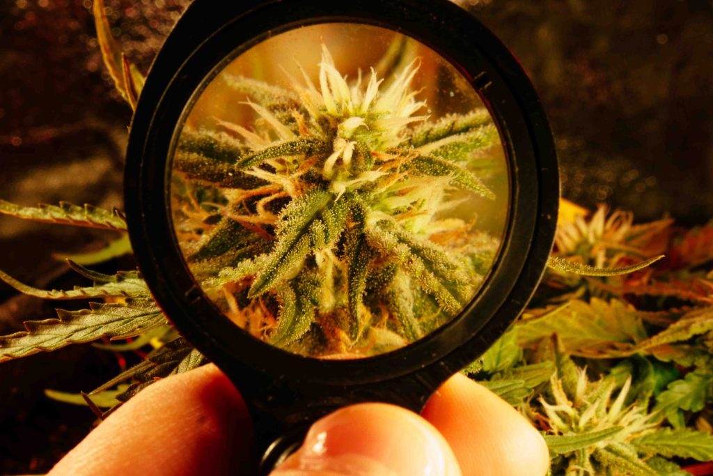 Regarder à la loupe les trichomes de cannabis