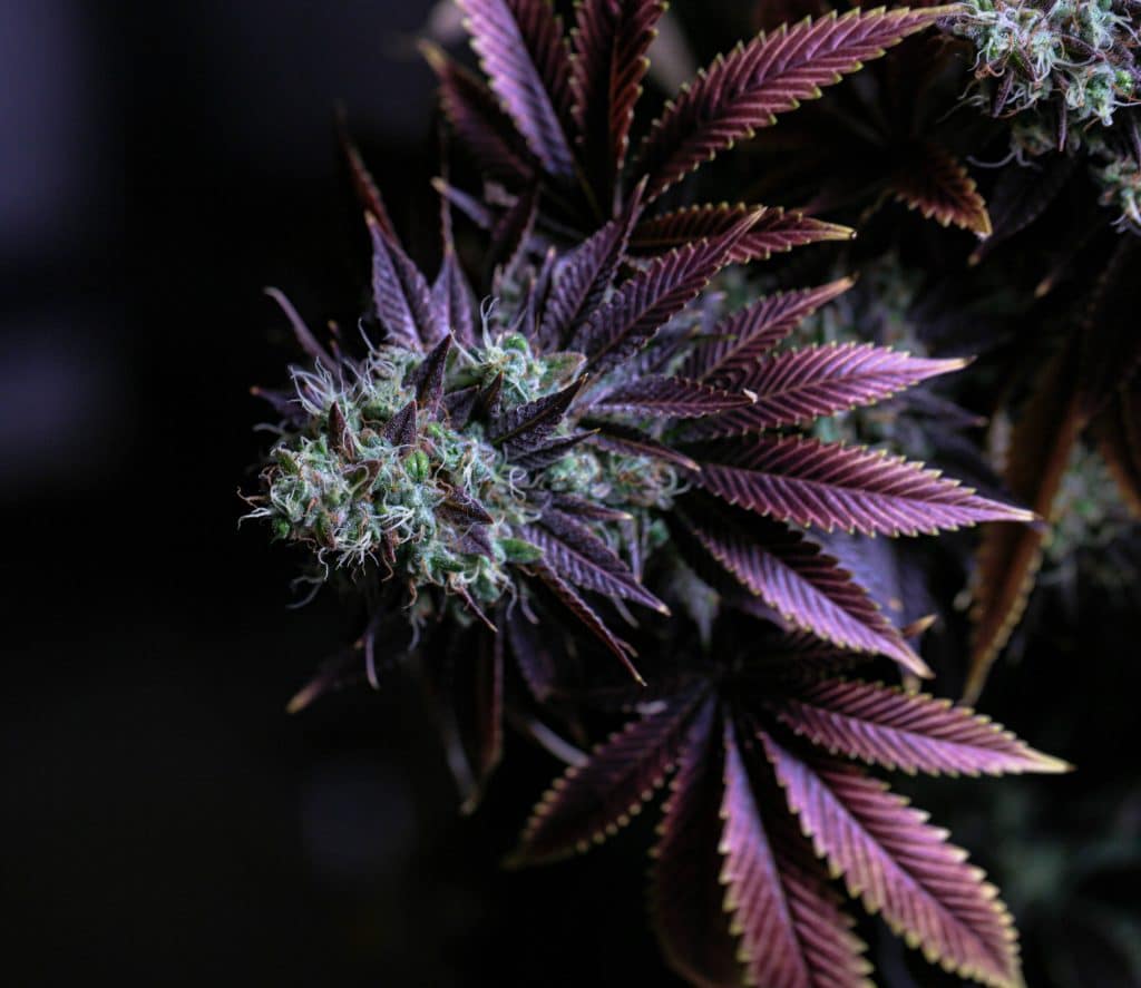 Comprendre la couleur des feuilles de cannabis