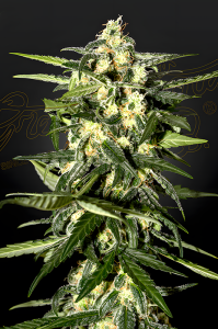 Fleurs de marijuana de Jack Herer Auto