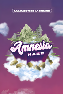 Sachet de graines de cannabis Amnesia Haze