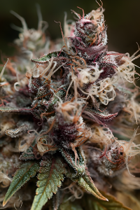 Fleurs de cannabis de BlueBerry