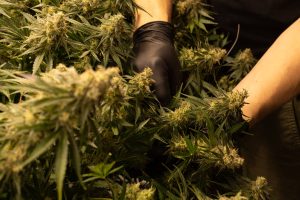photo représentant une personne portant des gants latex noir pour tailler un plant de cannabis