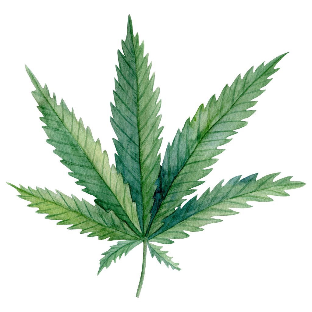 A green leaf of Cannabis indica