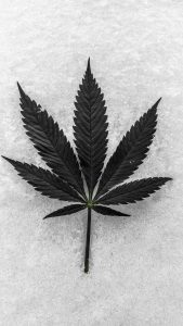 Feuille de cannabis ruderalis en noir et blanc