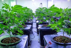 Culture de cannabis en hydroponie