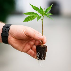 Tutoriel pour bouturer le cannabis