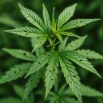 Feuilles de cannabis attaquée par des nuisibles