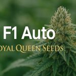 Les variétés F1 de Royal Queen Seeds