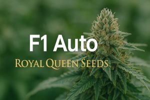 Les variétés F1 de Royal Queen Seeds