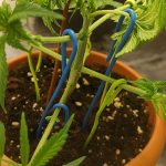 Palissage du Cannabis