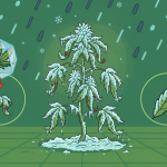 Plant de cannabis gelé