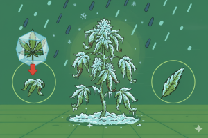 Plant de cannabis gelé