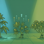 LST sur un plant de cannabis