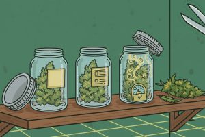 Cannabis en phase de curing