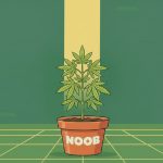 Variétés de cannabis faciles à cultiver pour débutant