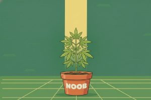 Variétés de cannabis faciles à cultiver pour débutant