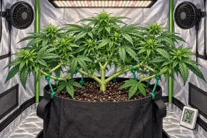 Technique Low Stress Training sur un plant de cannabis, illustration style manga coloré